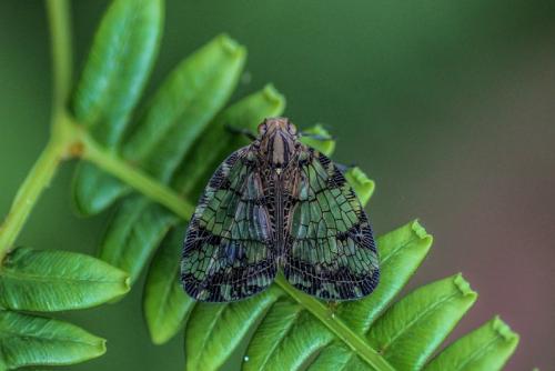 Biolleyana pictifrons